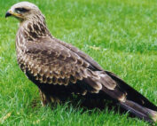 Schwarzmilan im Gras - Jagdfakten.at informiert