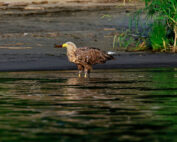 Seeadler steht im Wasser - Jagdfakten.at informiert