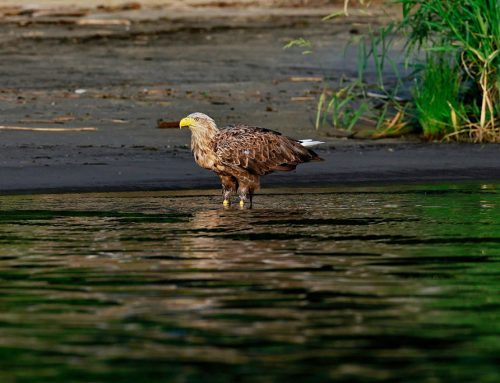 Seeadler – ein kurzer Steckbrief