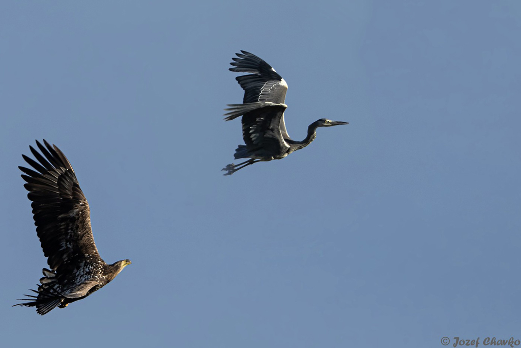 Seeadler und Reiher im Flug - Jagdfakten.at informiert