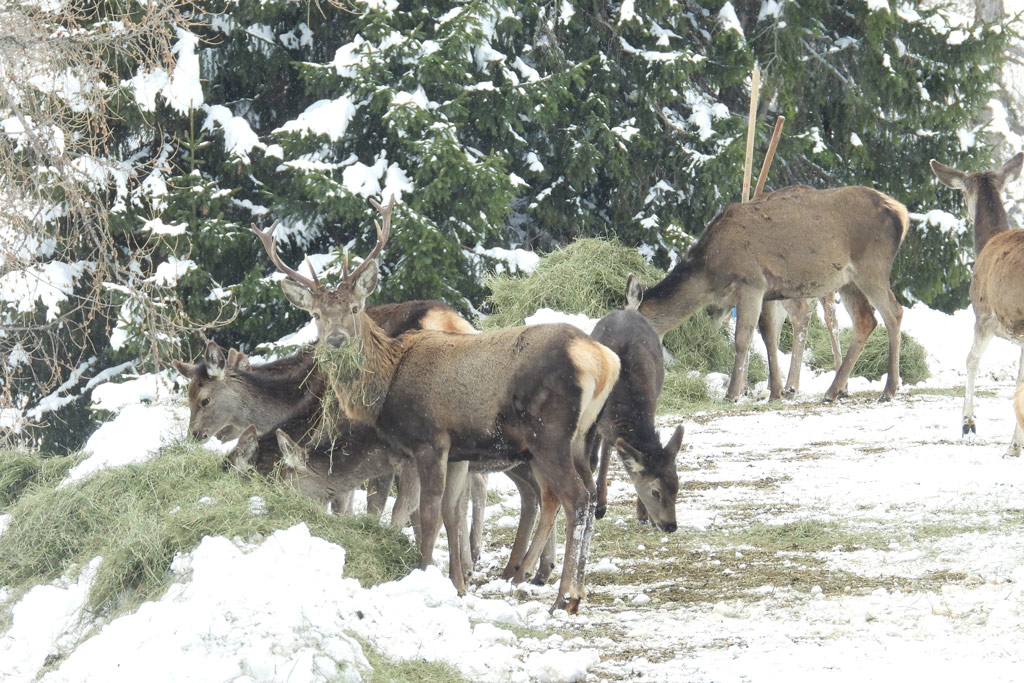 Nachhaltige Futterstellen-Tipps für Winterfütterung: Jagdfakten.at informiert