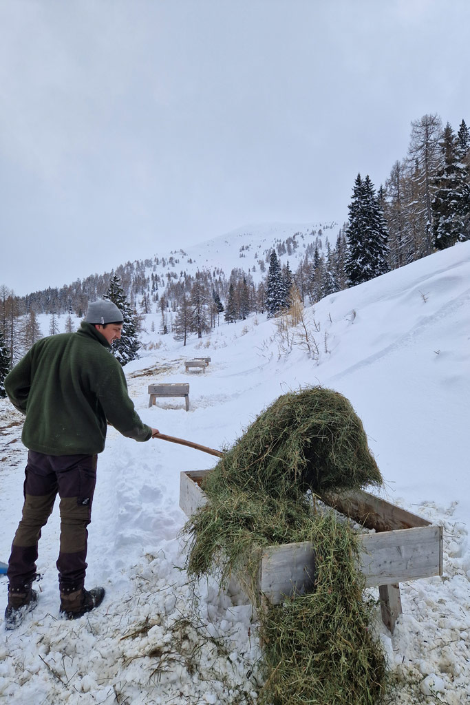 Nachhaltige Futterstellen-Tipps für Winterfütterung: Jagdfakten.at informiert