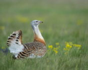 Großtrappe - ein kurzer Steckbrief: Jagdfakten.at informiert