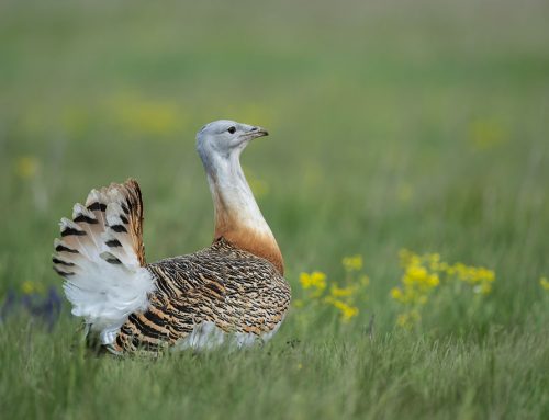 Großtrappe – Steckbrief