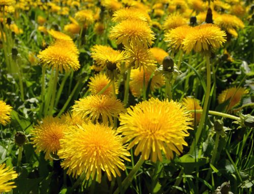 Naturheilkunde – im Frühling aus dem Revier