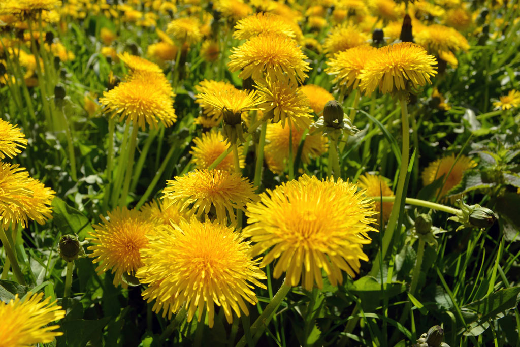 Loewenzahn - Naturheilkunde aus dem Revier: Jagdfakten.at informiert