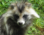 Marderhund: Jagdfakten.at informiert