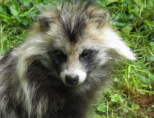 Marderhund – Steckbrief