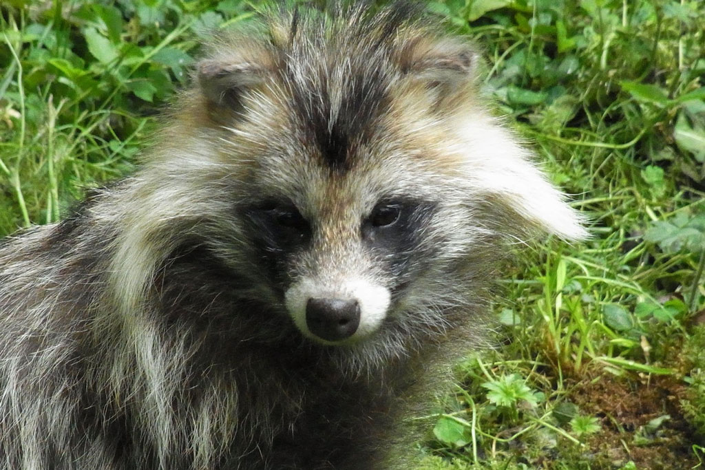 Marderhund: Jagdfakten.at informiert
