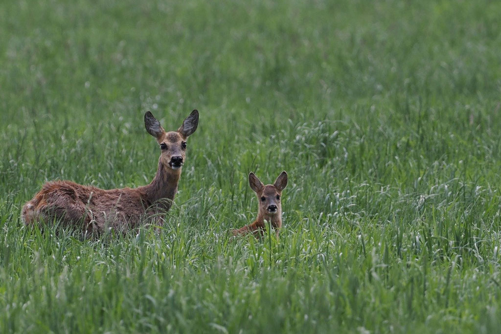 Rehgeiß mit Rehkitz im Frühling: Jagdfakten.at informiert