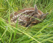 Rehkitz im Frühling: Jagdfakten.at informiert