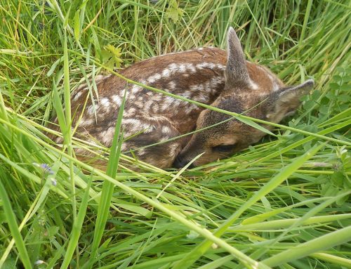 Rehkitz im Frühling