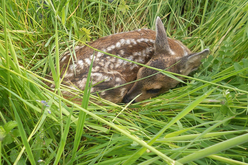 Rehkitz im Frühling: Jagdfakten.at informiert