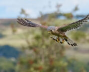 Turmfalke - ein kurzer Steckbrief: Jagdfakten.at informiert