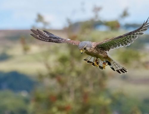 Turmfalke – Steckbrief