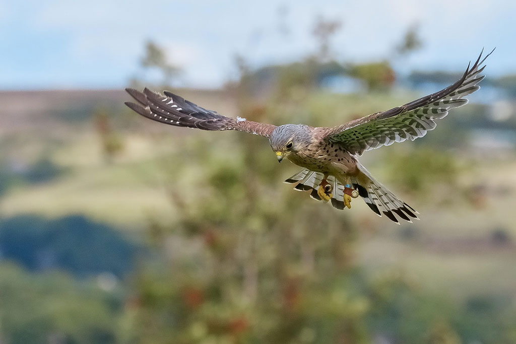 Turmfalke - ein kurzer Steckbrief: Jagdfakten.at informiert