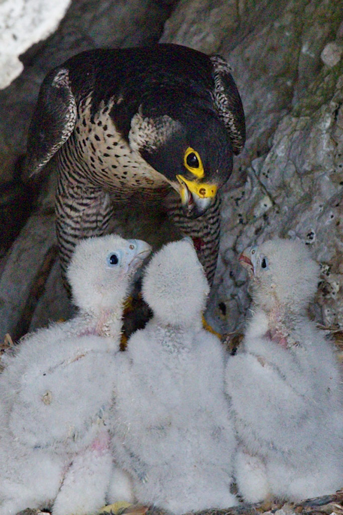 Wanderfalke im Horst mit Jungen - Jagdfakten.at informiert