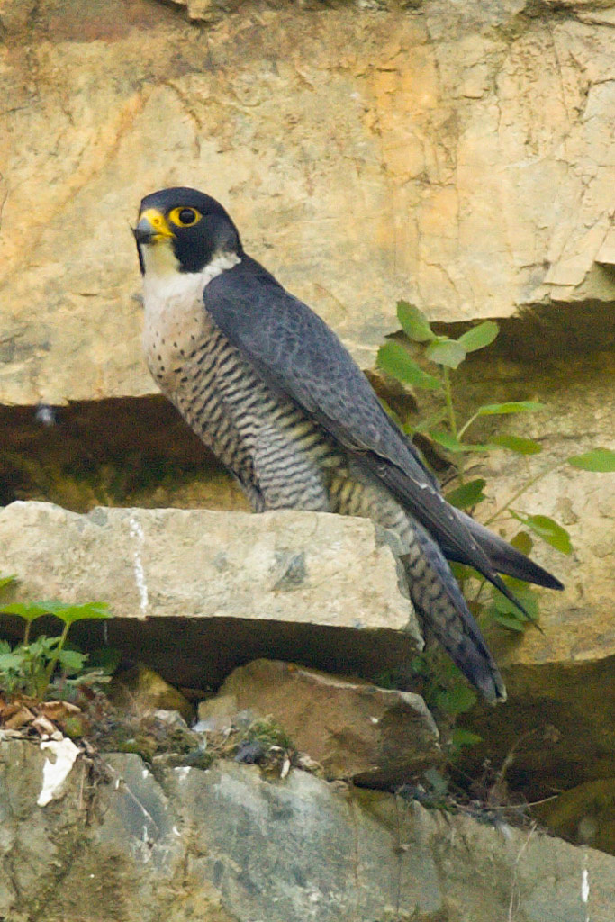 Wanderfalke sitzt auf Steinwand - Jagdfakten.at informiert