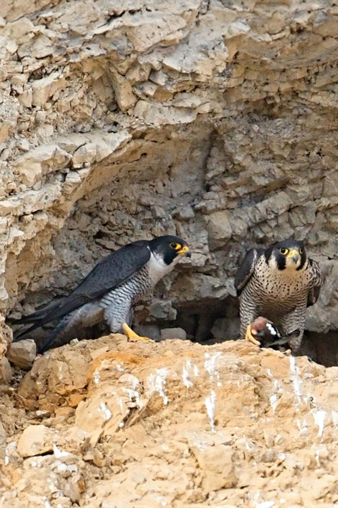Wanderfalken sitzen mit Beute vor Steinhoehle: Jagdfakten.at informiert