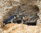 Wanderfalke - ein kurzer Steckbrief: Jagdfakten.at informiert