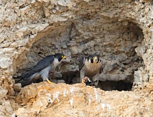 Wanderfalke – Steckbrief