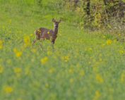 Was passiert im Körper von Wildtieren im Frühling? Jagdfakten.at informiert