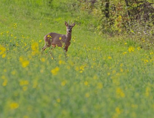 Was passiert im Körper von Wildtieren im Frühling?