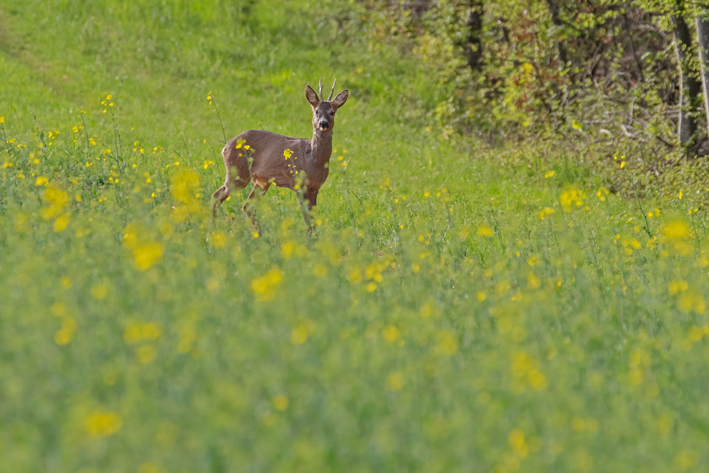 Was passiert im Körper von Wildtieren im Frühling? Jagdfakten.at informiert