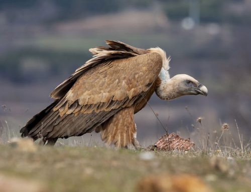 Gänsegeier – Steckbrief