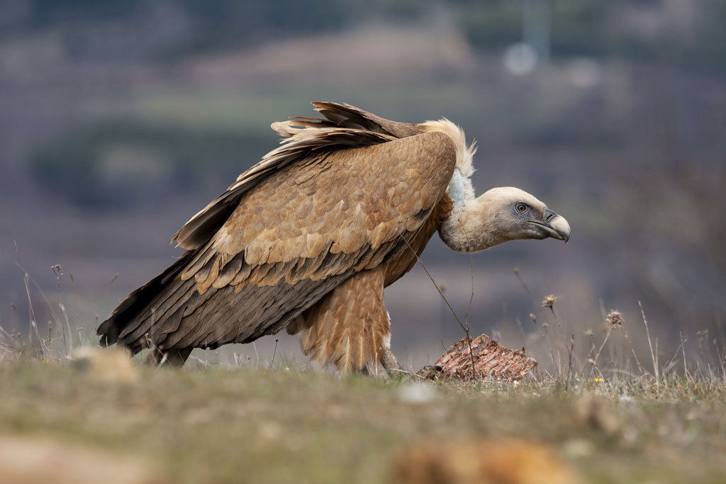 Gaensegeier - ein kurzer Steckbrief: Jagdfakten.at informiert