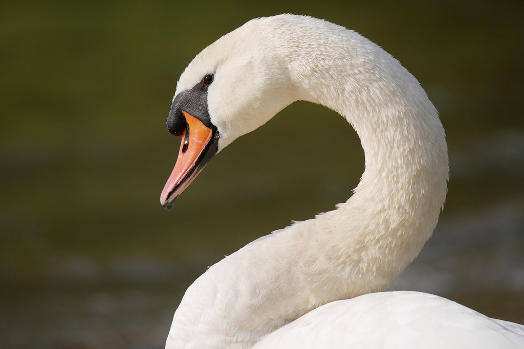 Höckerschwan - langer Hals in typischer S-Form-Haltung: Jagdfakten.at informiert