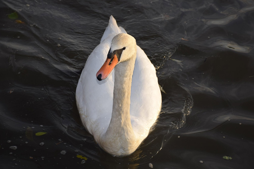 Hoeckerschwan im Wasser, Foto: Pixabay Höckerschwan im Wasser - Jagdfakten.at informiert