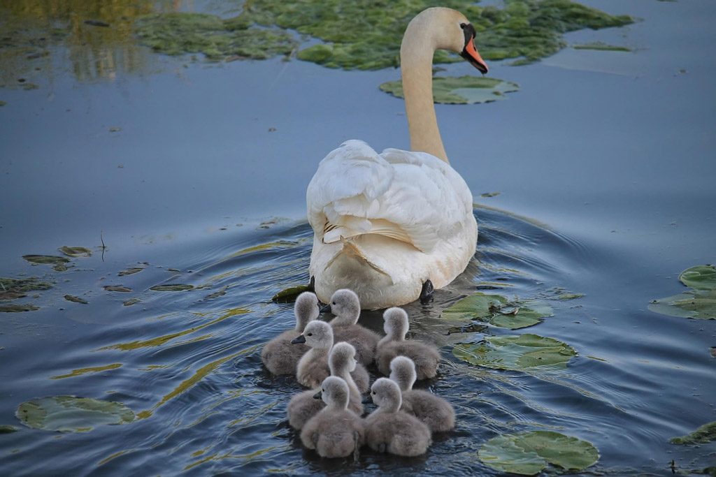 Höckerschwan mit Schwanenküken - Jagdfakten.at informiert