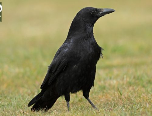 Aaskrähe – Steckbrief