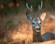 Rehbock im Sommer, Jagdfakten.at informiert