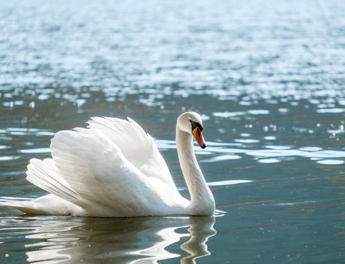 Höckerschwan – Steckbrief