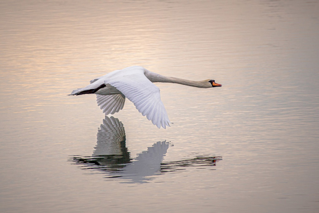 Schwan fliegt über Wasseroberfläche: Jagdfakten.at informiert