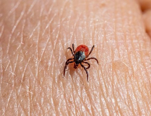 Zecken: Gut geschützt im Revier