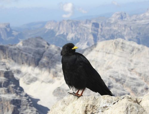 Alpendohle – Steckbrief
