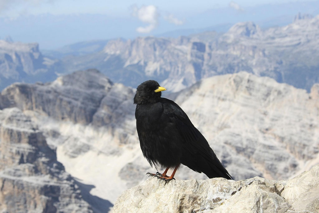 Alpendohle - ein kurzer Steckbrief: Jagdfakten.at informiert