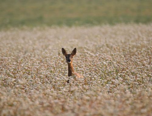 Parasiten bei Wildtieren im Sommer