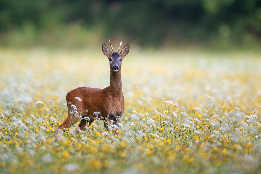 Rehbock in Wiese, Foto: Pixabay Rehbock in der Wiese - Jagdfakten.at informiert über Parasiten bei Wildtieren im Sommer