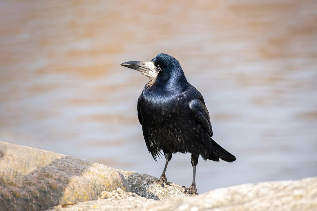 Saatkraehe auf Steinen bei Wasser - Jagdfakten.at informiert