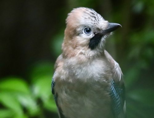 Eichelhäher: Warum er für Mischwälder so wichtig ist