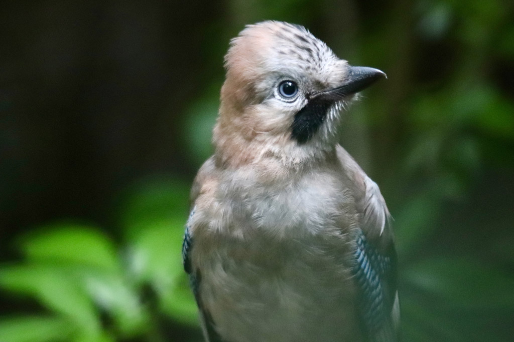 Wie der Eichelhäher den Mischwald unterstützt: Jagdfakten.at informiert