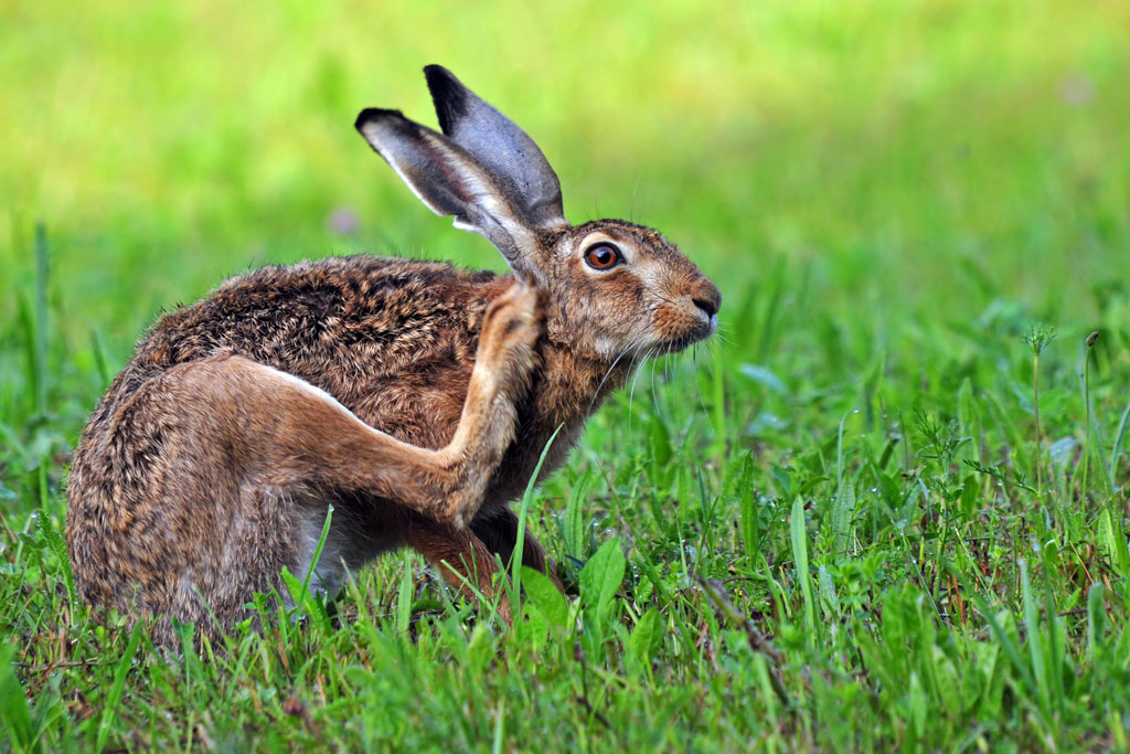 Feldhase in der Wiese - Jagdfakten.at informiert, wie Wildtiere durch heiße Sommertage kommen