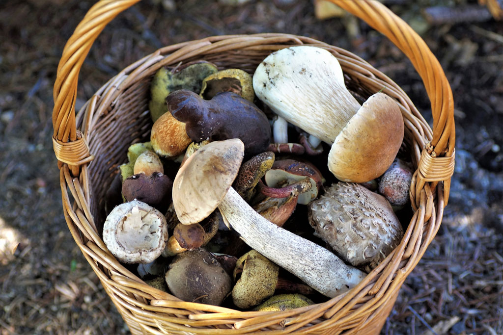 Pilze sammeln Verhaltensregeln - Jagdfakten.at informiert