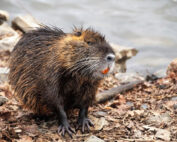 Nutria - ein kurzer Steckbrief: Jagdfakten.at informiert