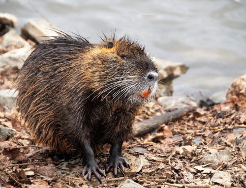 Nutria – Steckbrief