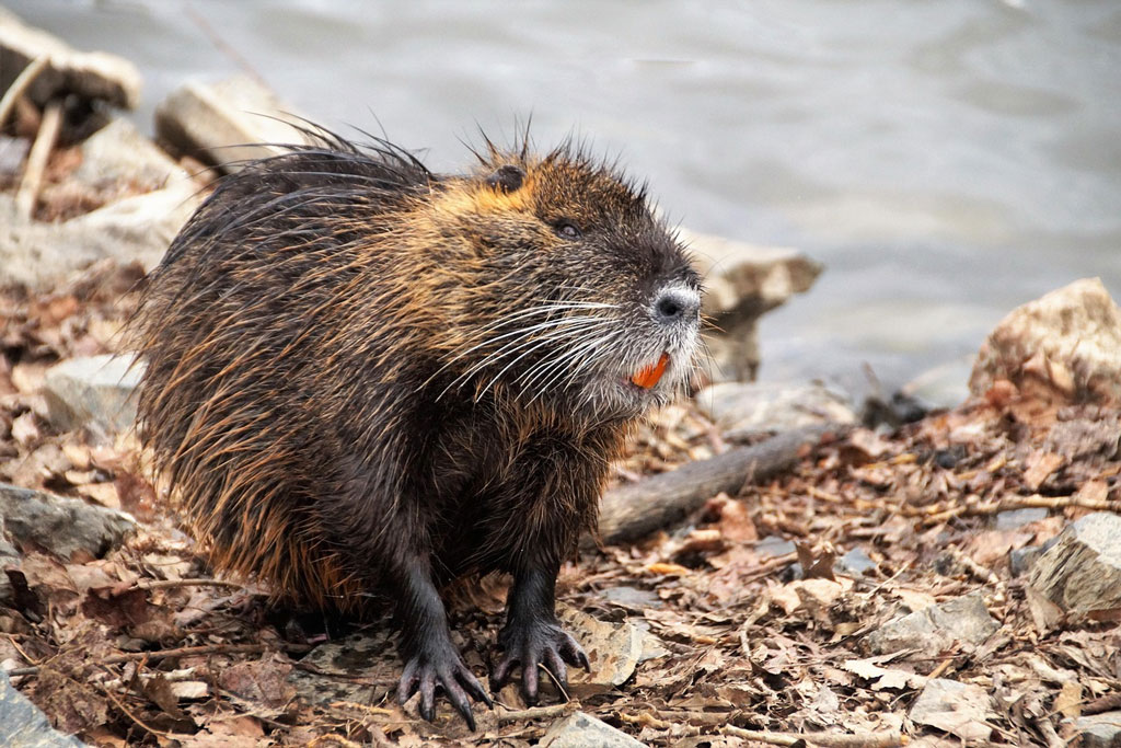 Nutria - ein kurzer Steckbrief: Jagdfakten.at informiert